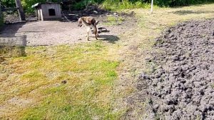 Коси коса пока роса 🌿