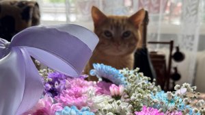 Котэ к дню рождения готов!🎂🥂😄