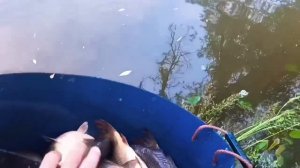 Запуск карпа
