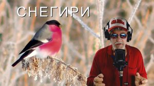СНЕГИРИ   поёт Дедушка Ау