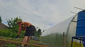 8.06.26. Жизнь на даче. Огород, трава, капельный полив в теплице.