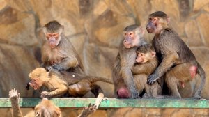 Таких МИЛЫХ минут мы еще не видели! Анфиса, Люся и Степа как семья! От любви до ненависти ОДИН КУСЬ!