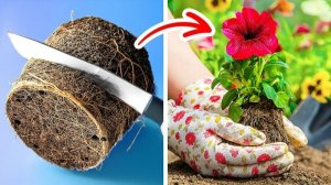 УМНЫЕ СОВЕТЫ, ЧТОБЫ ЛЕГКО ВЫРАСТИТЬ СОБСТВЕННЫЕ РАСТЕНИЯ