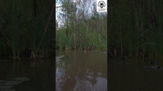 окно в природу 2