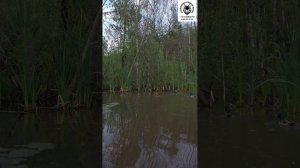 окно в природу 2