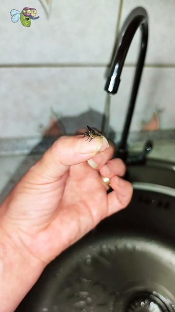 🪰🪰🪰🪰🐞🐞🐞