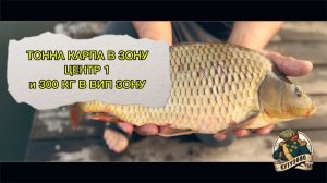 ЗАРЫБЛЕНИЕ КАРПОМ ТОННУ В ЦЕНТР 1 13 июня 2026
