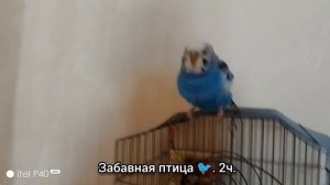 Забавная птица 🐦 2ч. Конец.