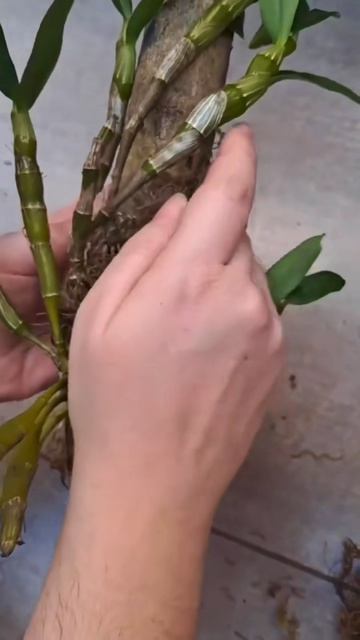 Как сделать подвесную орхидею