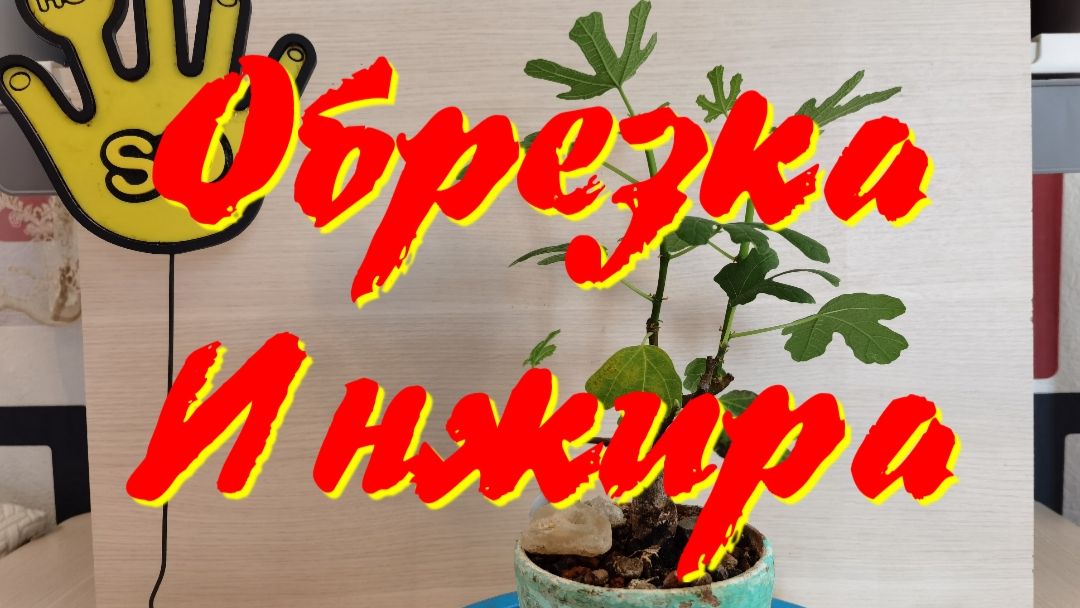 Обрезка Инжира