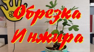Обрезка Инжира