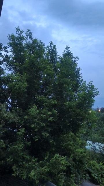 Дерево. Вид с чердака смотреть онлайн
