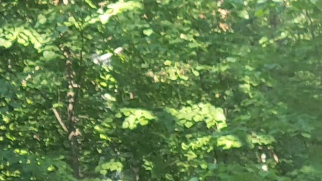 Увидел оленёнка в лесу Академгородка Новосибирска! 🦌 I Saw A Little Dear In The Forest By Akadem