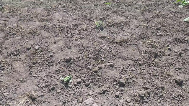 Кукуруза, арбузы и прочие жители огорода. смотреть онлайн