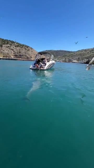 Чёрное море, дельфинчик