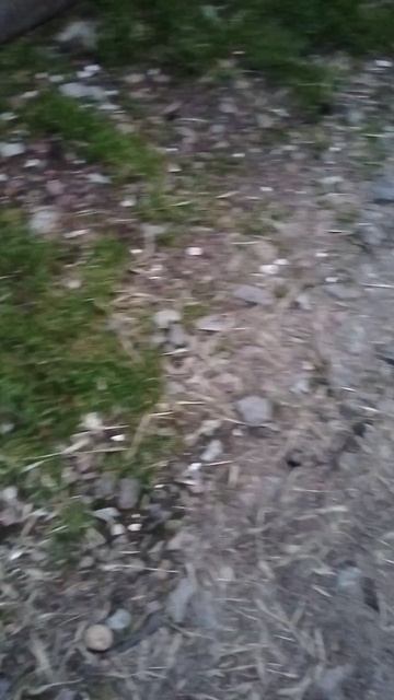 Hola amigos, por favor mira si linda 🦔 смотреть онлайн