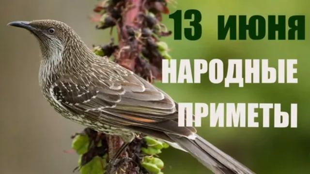 13 июнь Народные приметы. что можно делать в этот день