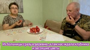 Из больницы сразу в деревню, а там клубника и засохшие цветы