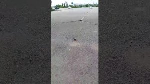 утренний завтрак