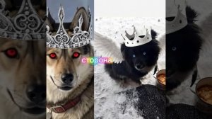 БИТВА ЮКИШИ С ЦЕРБЕРОМ 🐺🔥