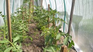 МОИ ТОМАТЫ СКОРО ЗАЦВЕТУТ!!! БУДУ ПОЛИВАТЬ.🍅🍅🍅🍅🍅🍅🍅🍅🍅🍅🍅🍅🍅🍅🍅🍅🍅🍅🍅🍅🍅🍅🍅