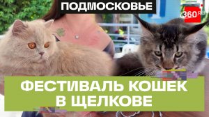 Кто стал победителем фестиваля породистых кошек в Щелкове