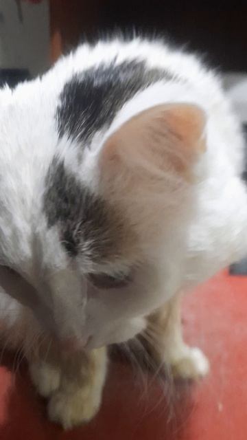 Вася, бывшие кошечки, кошачьи алименты, воспоминания