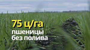 Урожайность озимой пшеницы 75 ц/га: опыт хозяйства в Саратовской области | Агроном | Сергий Ризанов