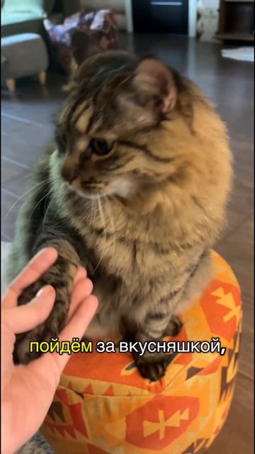 А на что ваш кот готов ради вкусняшки? #shorts #кот #cat #catlove