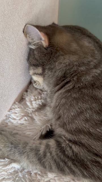 Мило спящий котик 🐱😺
