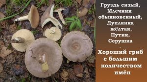 Груздь сизый,  Млечник обыкновенный, Дуплянка жёлтая, Путик, Серушка - хороший гриб!