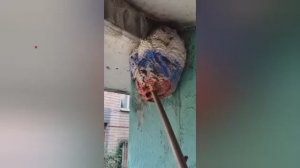 Хохлов ничего не учит.Кто-то в Виннице выкрасил огромное осиное гнездо в цвета российского триколора