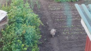 довольный кот гуляет на огороде в деревне