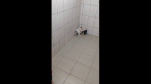щенки