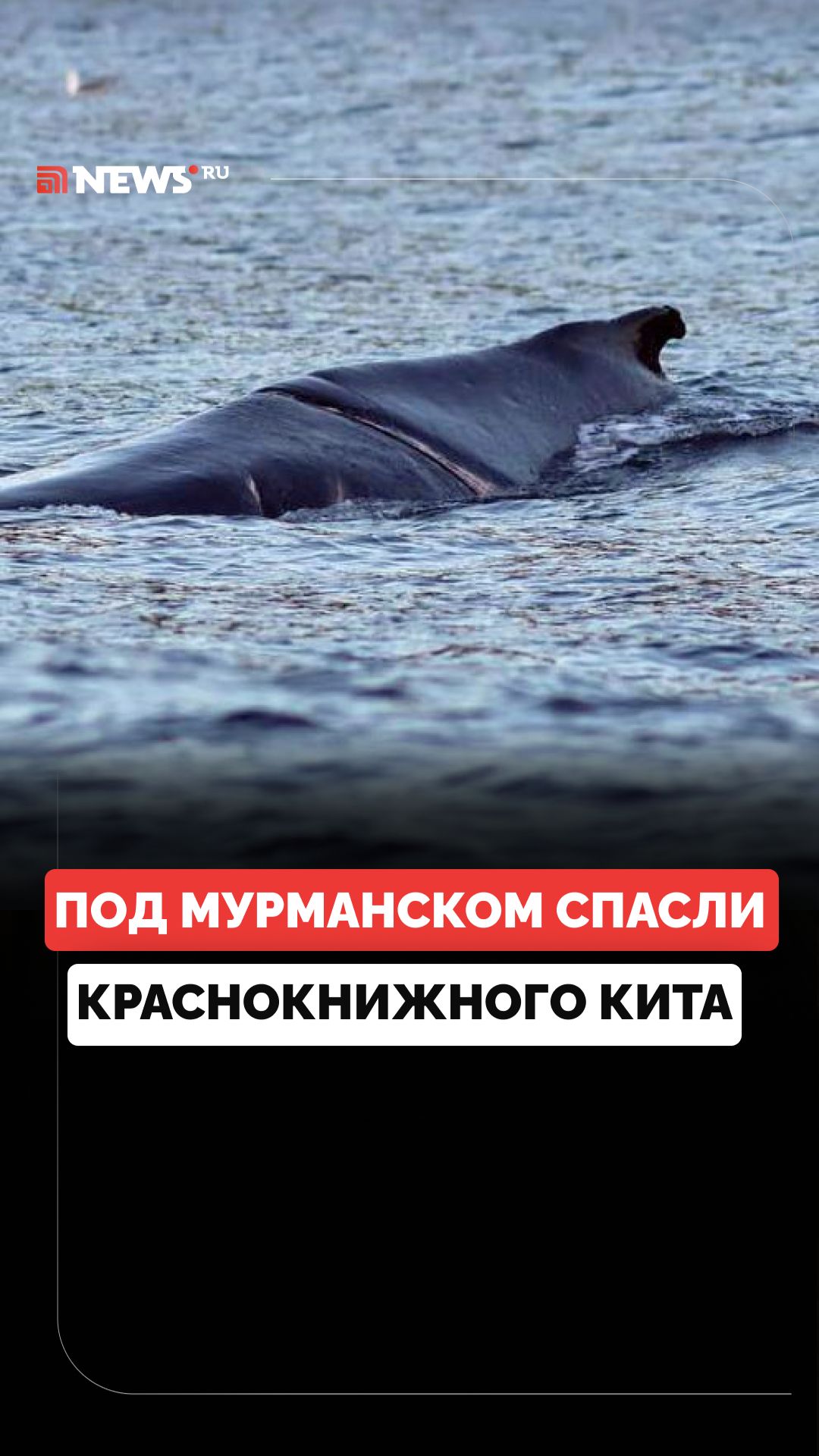 Спасатели освободили из сетей краснокнижного кита в Мурманской области