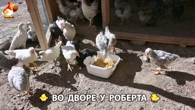 Содержание кур в домашних условиях и других птиц во дворе у Роберта 🐣🐤🦆🐔🪿🦃 (522)