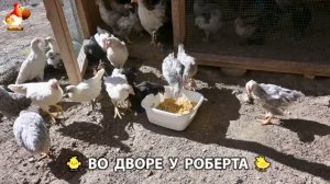 Содержание кур в домашних условиях и других птиц во дворе у Роберта 🐣🐤🦆🐔🪿🦃 (522)