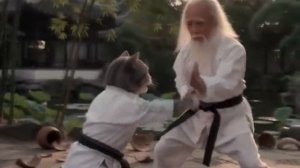 Обучение Котика Карате