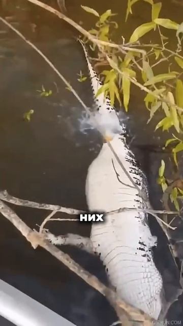 Животные приколы и не только🙂