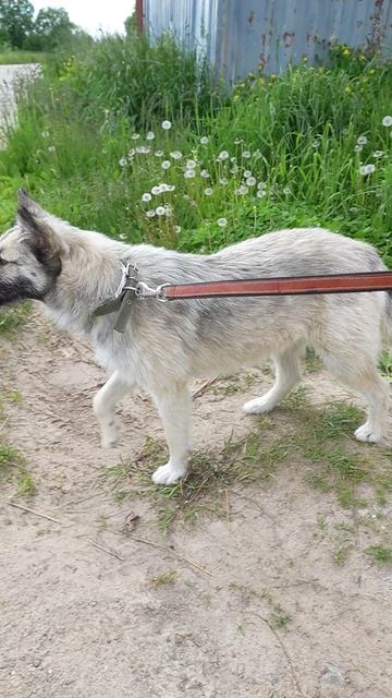 Акелла, мини‑волк с добрым сердцем! 🐶❤️