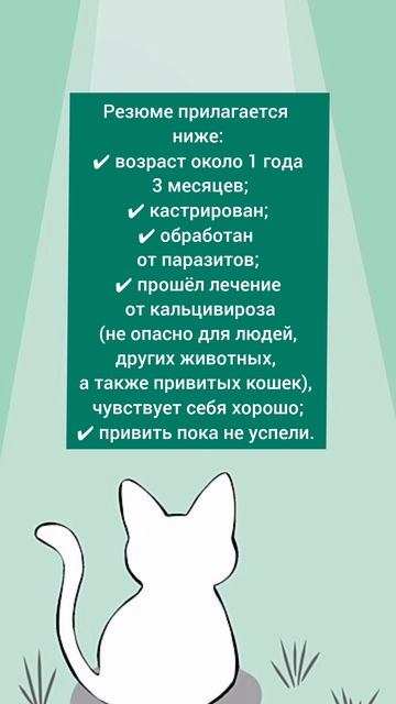 Ищет свой дом и семью кот Борис. #Москва