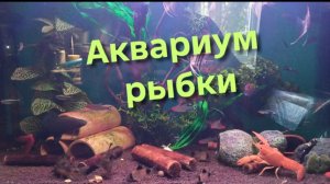 Аквариум, аквариумные рыбки