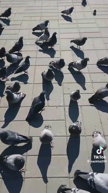 Голуби 🕊️🕊️🕊️