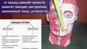 Функции челюсти и шеи зависят от главной мышцы поясницы и крестца. Упражнения