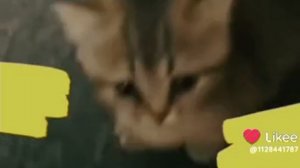 котики