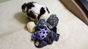 Скоро путешествие на море на поезде/Перетрясаю мои купальники