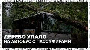 Дерево упало на автобус с пассажирами в подмосковном Щелкове - Москва 24