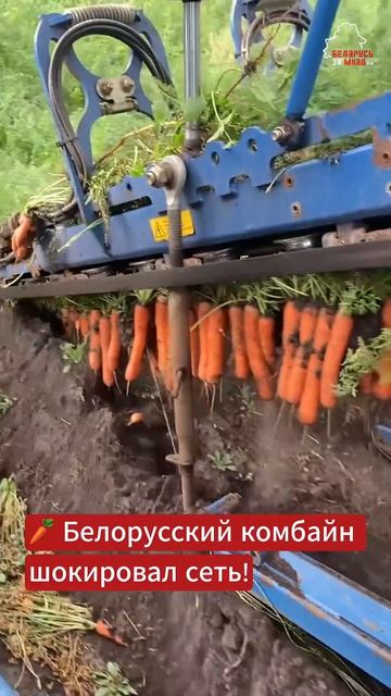 Уборка моркови