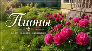 Пионы