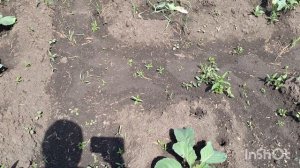 Повторная посадка тыквы.В огороде лебеда.Колорадский наступает.